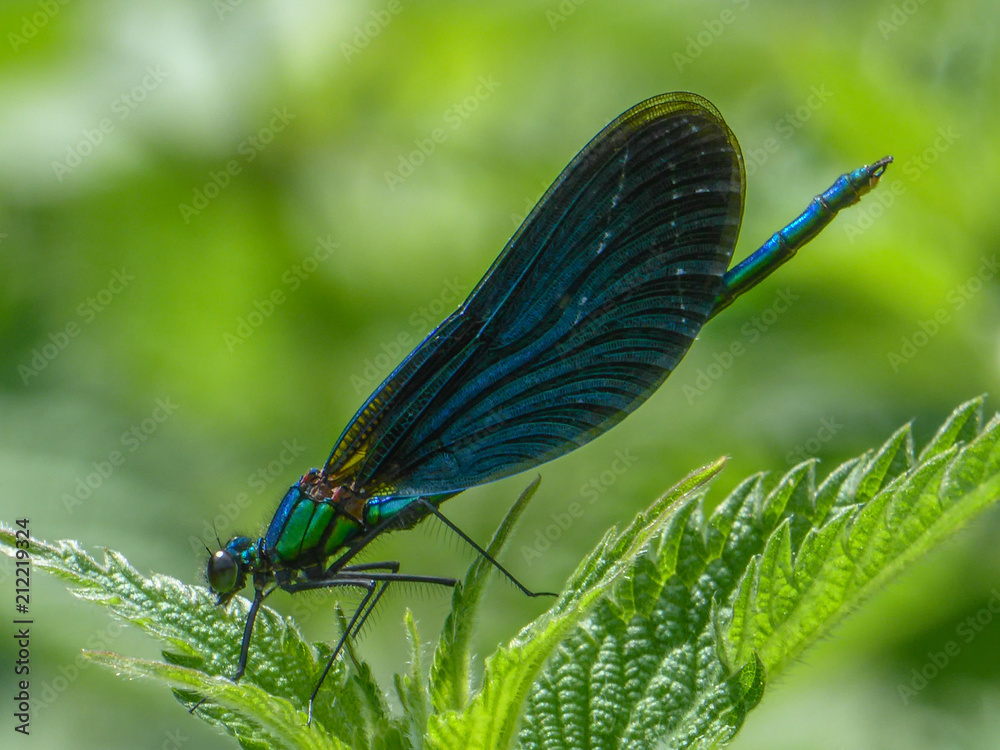 Calopteryx virgo, bosbeekjuffer Calopteryx virgo, bosbeekjuffer