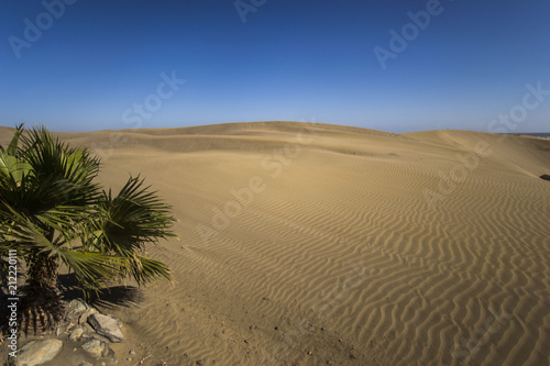 maspalomas dunes, gran canaria, spain - summer evening time, wind is blowing the sand up, sunset and golden hour, dunes, perfect time, end of sunny day