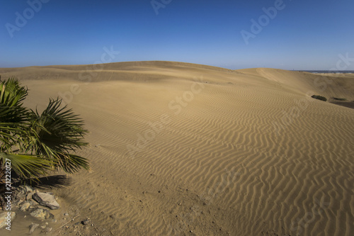 maspalomas dunes  gran canaria  spain - summer evening time  wind is blowing the sand up  sunset and golden hour  dunes  perfect time  end of sunny day