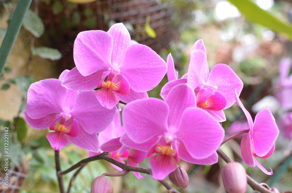 Obraz premium орхидэи