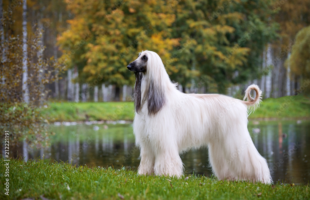 Autumn Afghan hound at the lake where ducks, slender , pedigree dog