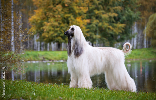 Autumn Afghan hound at the lake where ducks, slender , pedigree dog