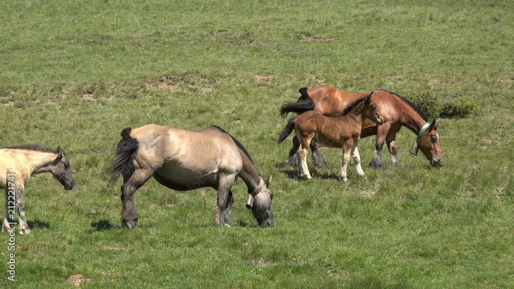 Horses graze in a pasture in the Pyrenees in Andorra Horses graze in a pasture in the Pyrenees in Andorra