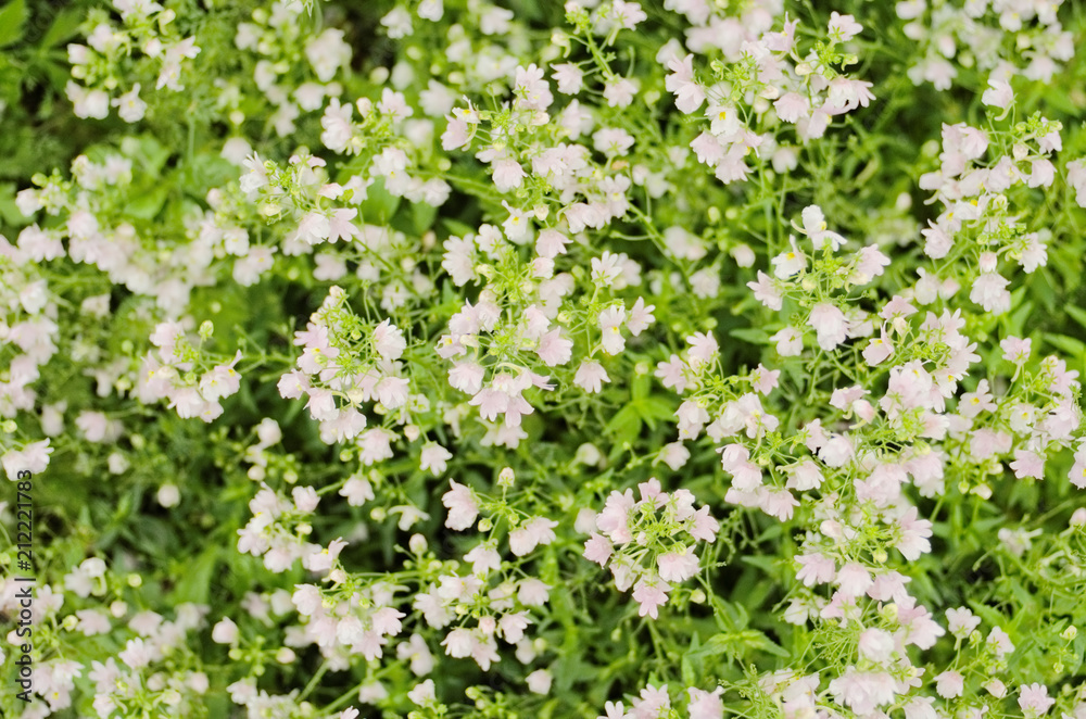 Pretty blooming tiny pale pink flowers are Nemesia denticulata Confetti ,has a scented little snapdragon-shape flowers often bi-coloured use as an ornamental flowering plant in containers and border.