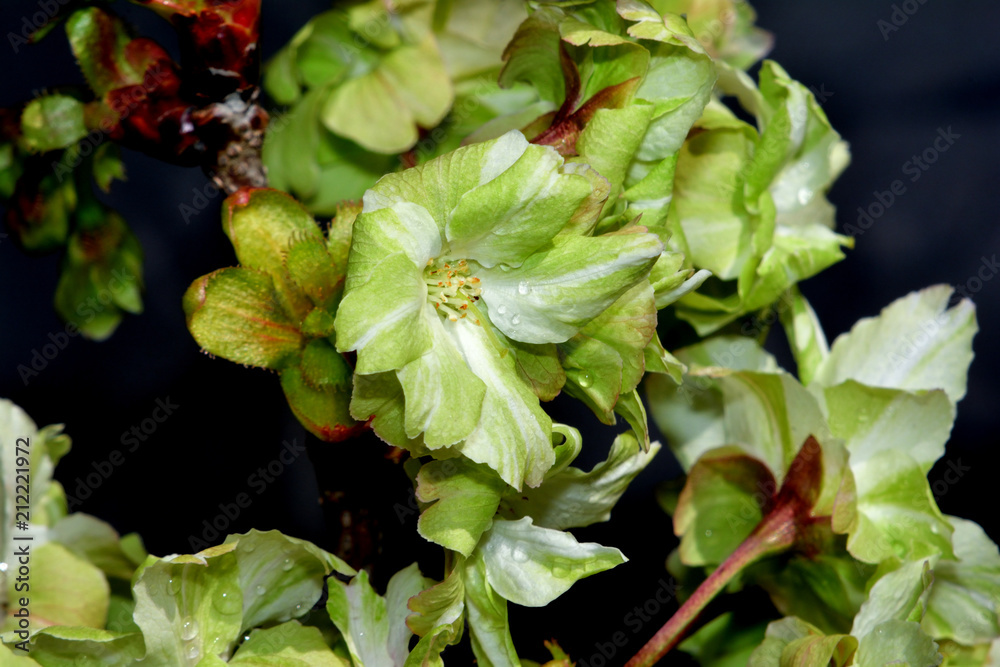 緑の桜 御意黄 ギョイコウ 非常に珍しい緑色の花を咲かせる桜 条件が良いと黄緑から淡いピンクに色変りが見られる Stock Photo Adobe Stock