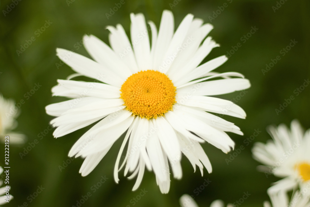 Flowering moon daisy from close-up on green background. Picture from summer meadow. Flowering moon daisy from close-up on green background. Picture from summer meadow.