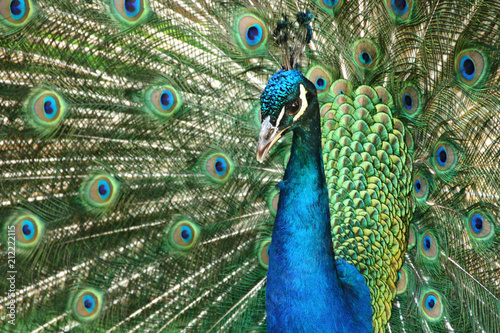 Tablou pe pânză Beautiful wooing peacock from close-up