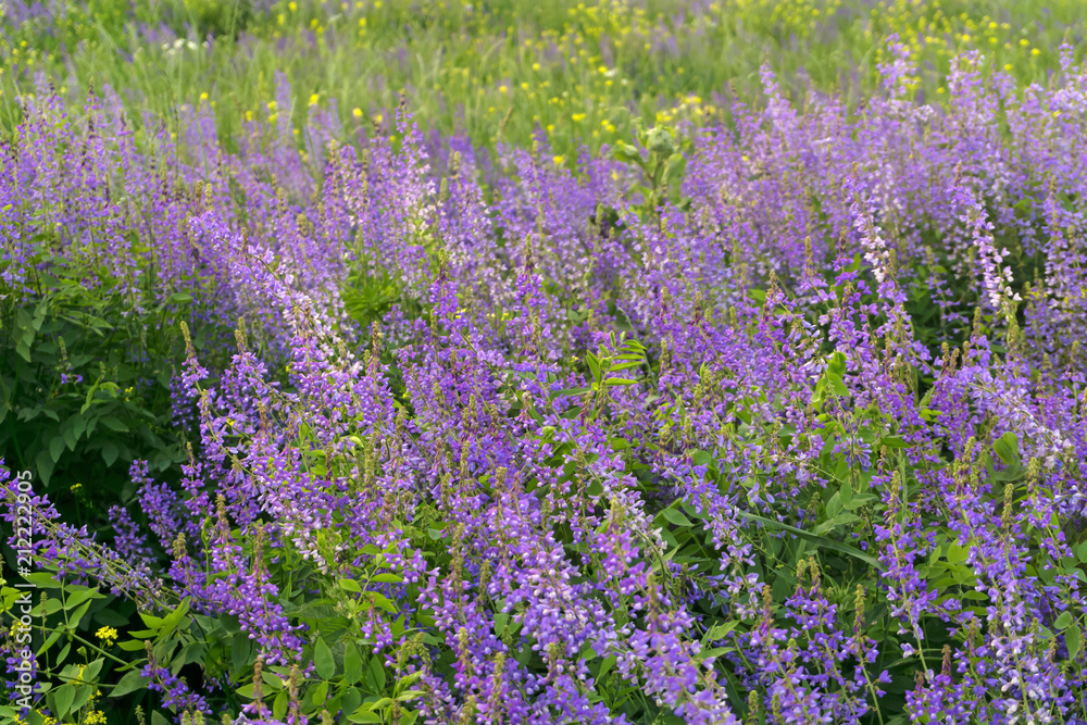 Naklejka premium tło - pole z fioletowymi kwiatami lucerny