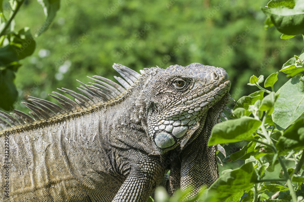 Iguana, Iguanidae / Iguana in green leaves roof, South America, Ecuador.