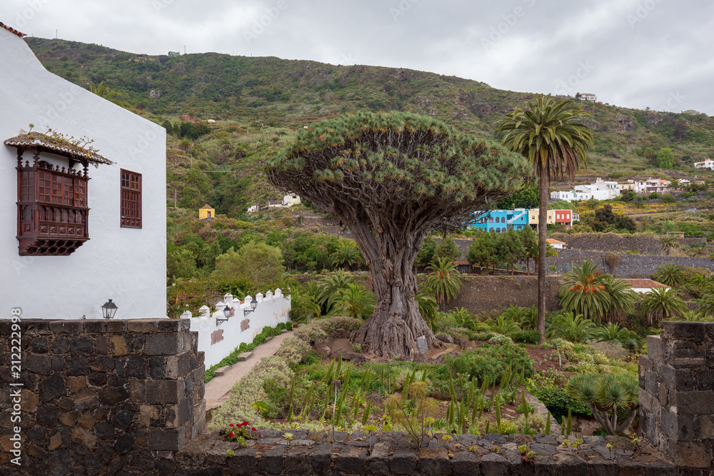 Famous Dragon Tree „Drago Milenario“ in Icod de los Vinos, Tenerife, Canary Islands, Spain.