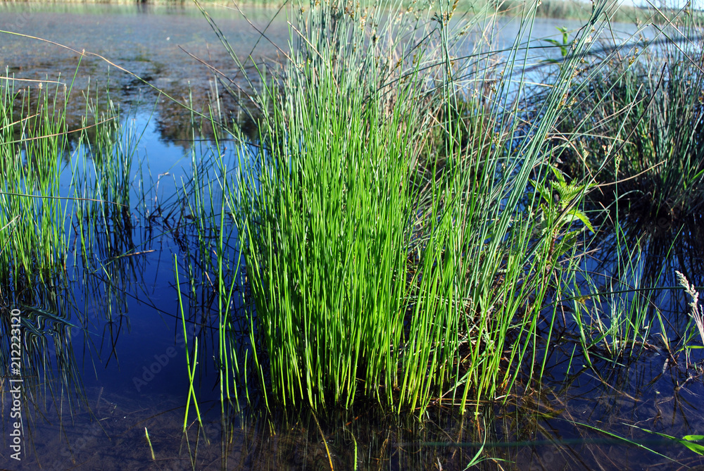 Green grass growing in dark water, organic plant texture detail, landscape with river on background Green grass growing in dark water, organic plant texture detail, landscape with river on background