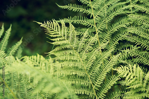 Fern leaves close up