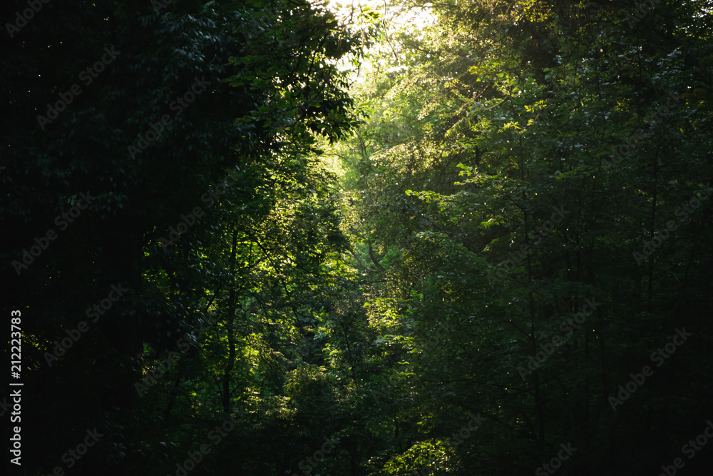 Fototapeta premium sunset / sunrise shines through the trees in the woods