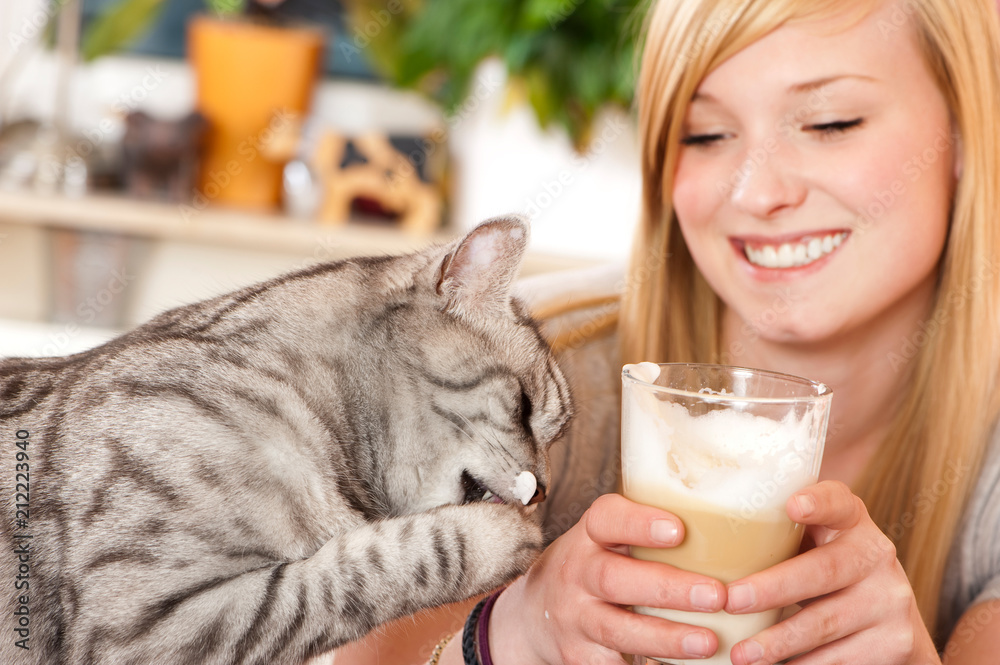 Katze schleckt Milchschaum StockFoto Adobe Stock