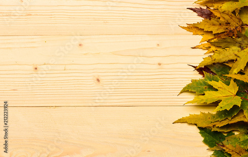 Autumn fallen leaves collected in row on light background. Fall season concept. Maple dried leaf on natural light wooden background. Autumn colorful leaves on wooden texture  copy space