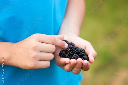 Ripe blackberries in hands photo