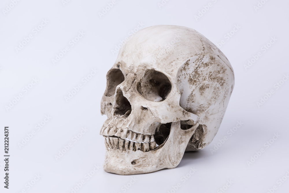 Naklejka premium Human skull on white background