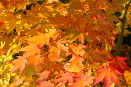 Autumn background with colored maple leaves. Yellow theme.