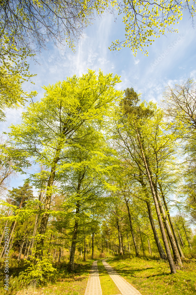Forest in sunny spring light Forest in sunny spring light