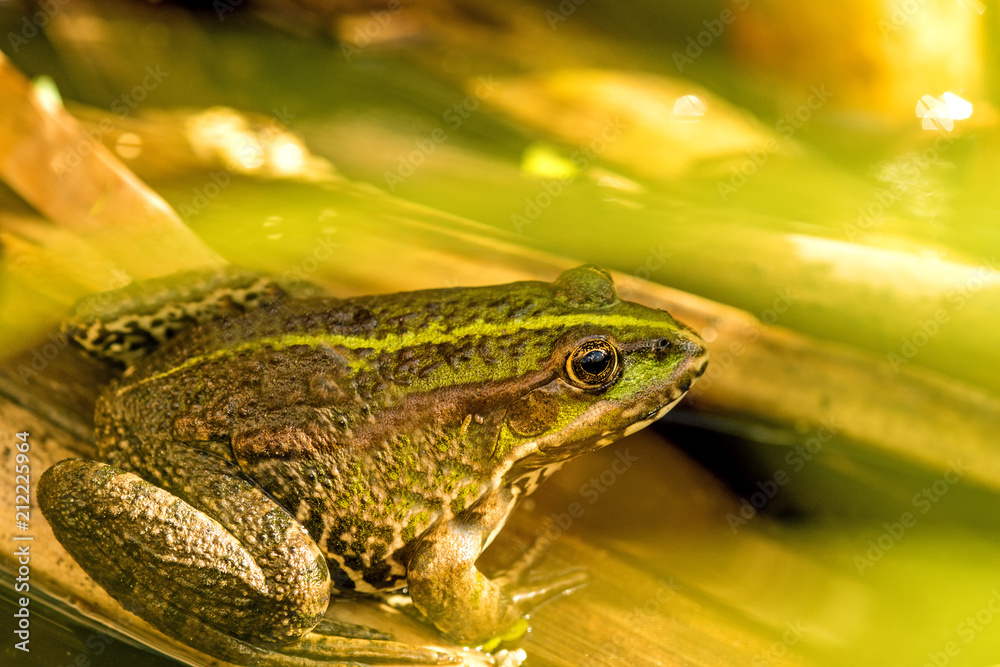 Fototapeta premium common water frog in a pond