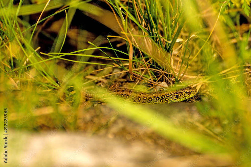 sand lizard hidden in green sand lizard hidden in green