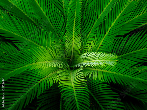 Center of The Leaf of  Sago Palm