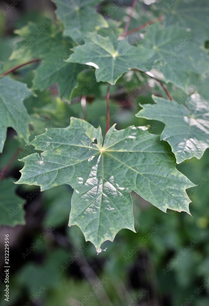 Fototapeta premium Huge leaf