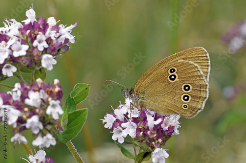 Brauner Waldvogel / Schornsteinfeger (Aphantopus hyperantus) sitzt auf einer Oreganoblüte - Ringlet  photo