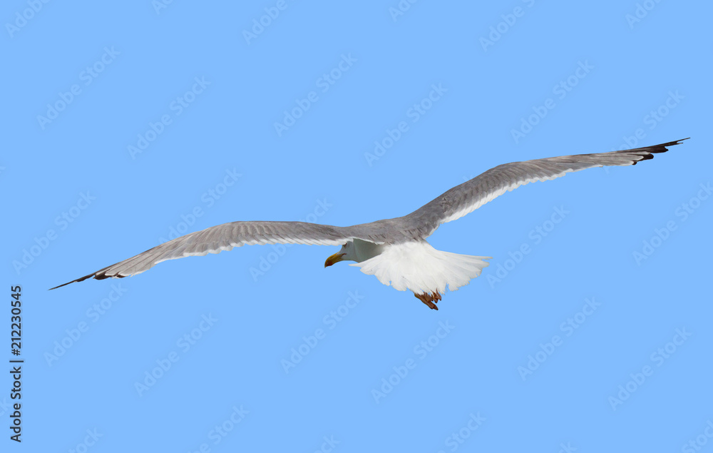 One seagull bird fly in the sky isolated One seagull bird fly in the sky isolated