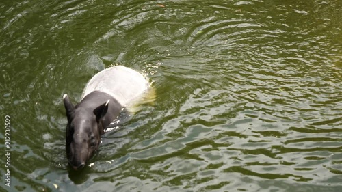 Nature wild life animal cute Malayan Tapir swimming in the water