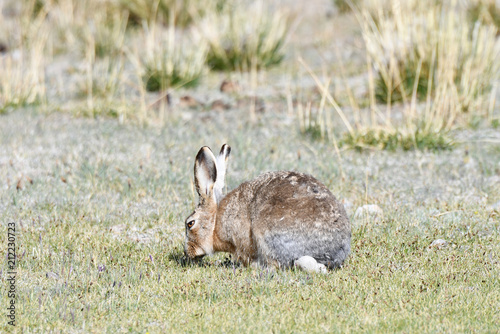 Fauna of Tibet. Tibetan curly hare (Lepus oiostolus) on the shore of lake Manasarovar