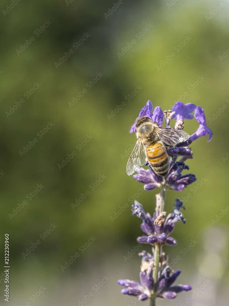bee looking for pollen on a lavender flower bee looking for pollen on a lavender flower