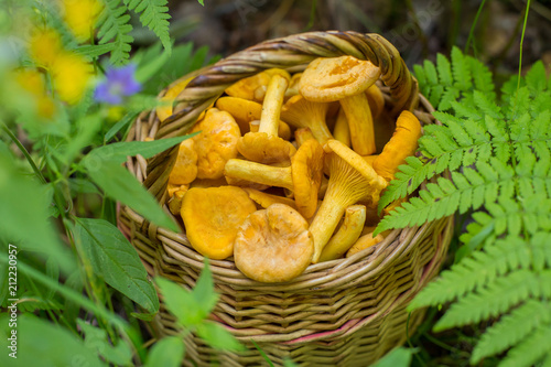 Chanterelle mushrooms in basket in the forest