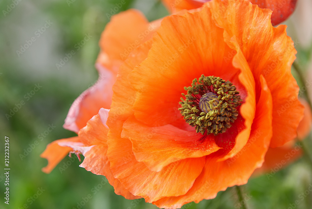 Pretty poppy flower with a lot of details Pretty poppy flower with a lot of details
