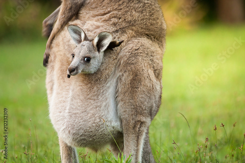An Australia wild baby kangaroo in a mom's front bag, close up. photo