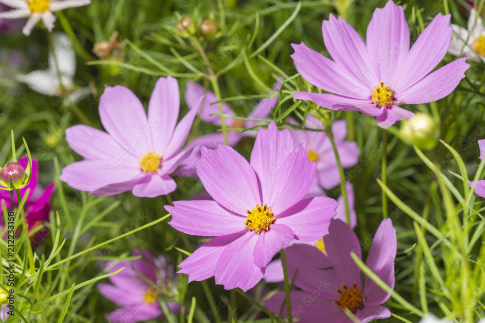 Rosa CBlütenmeer aus Cosmea voll ausgeblüht neben frischen Cosmea Knospen Rosa CBlütenmeer aus Cosmea voll ausgeblüht neben frischen Cosmea Knospen