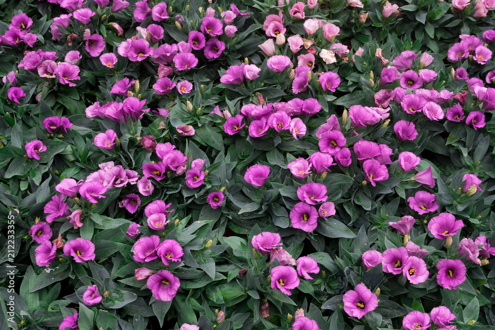 top view of Purple bloom Lisianthus flowers on green leafs background top view of Purple bloom Lisianthus flowers on green leafs background