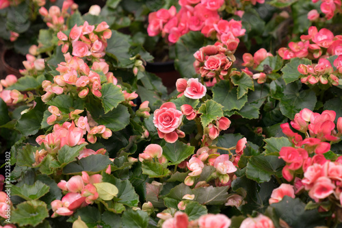 close up top view garden of vintage pink blooming Big Begonia flowers on green leafs background