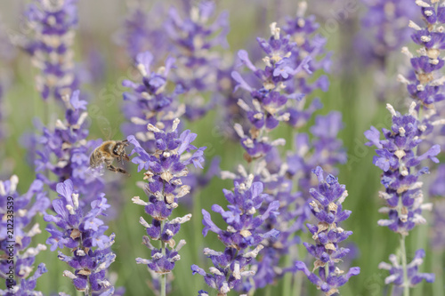 Biene sammelt Nektar im Lavendelfeld
