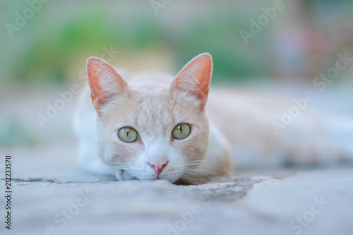 Jeune chat roux aux yeux verts