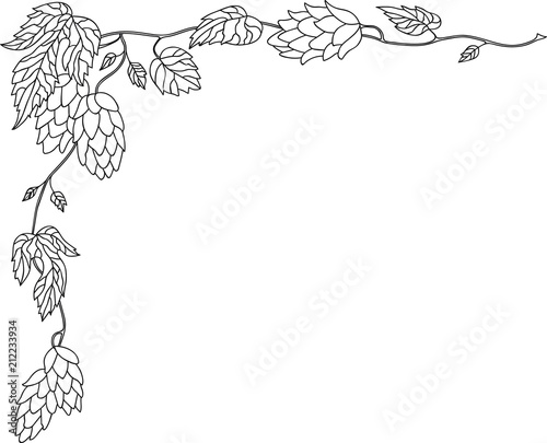 Hand Drawn Doodle Sketch Line Art Vector Illustration of Corner Ornament of Ripe Hops. Menu Poster Card Decoration Black Outline Design Element Template