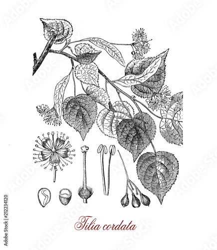 Vintage botanical engraving of tilia cordata or small-leaved lime, European ornamental tree used in herbal medicine and  in landscaping, as in the famous Unter den Linden alley in Berlin