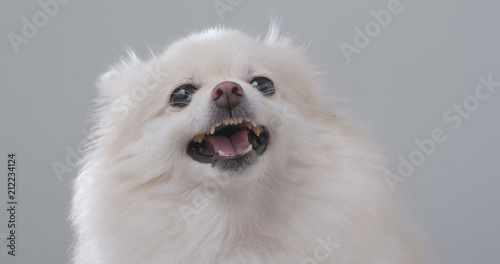 White Pomeranian getting angry © leungchopan