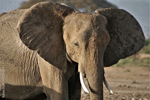 Słoń w parku Amboseli w Kenii