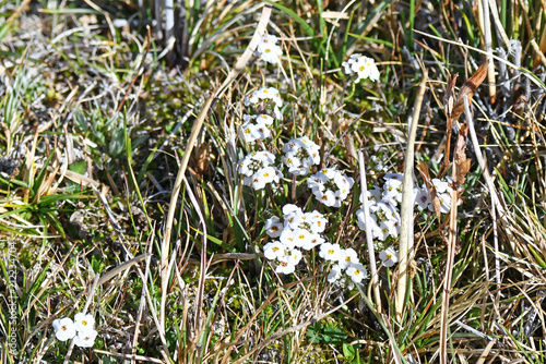 Braya rosea Bunge photo