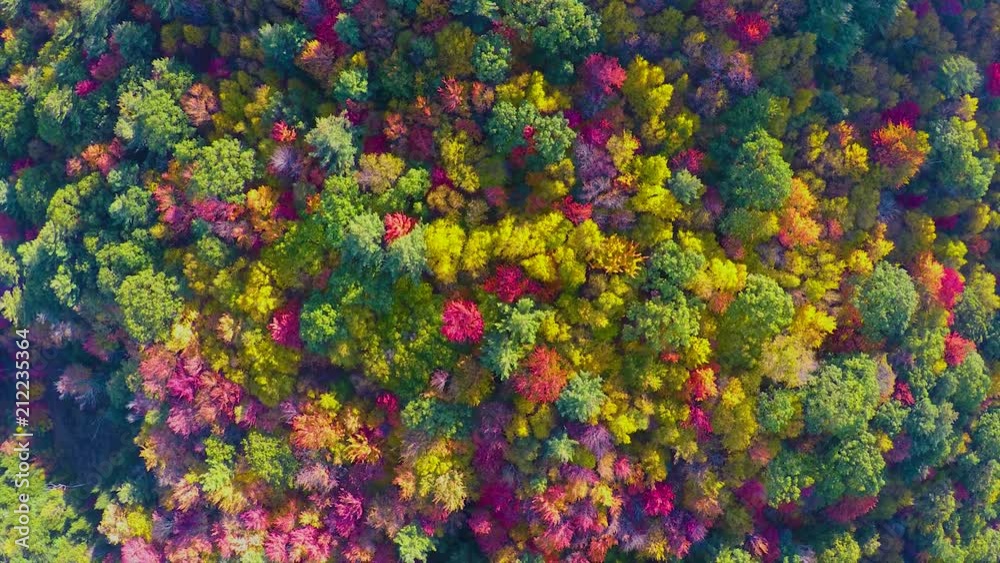 4k drone birds eye view of trees during fall 4k drone birds eye view of trees during fall