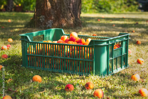 Plastic crate full of apricots in the garden during harvest season 