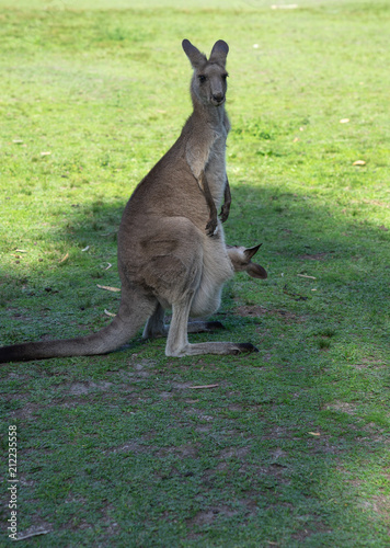 Kangaroo with her joey, baby kangaroo in mom's belly front bag in park