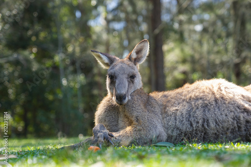 close up half body big kangaroo lies down, have a rest  on green grass in park © Natsicha