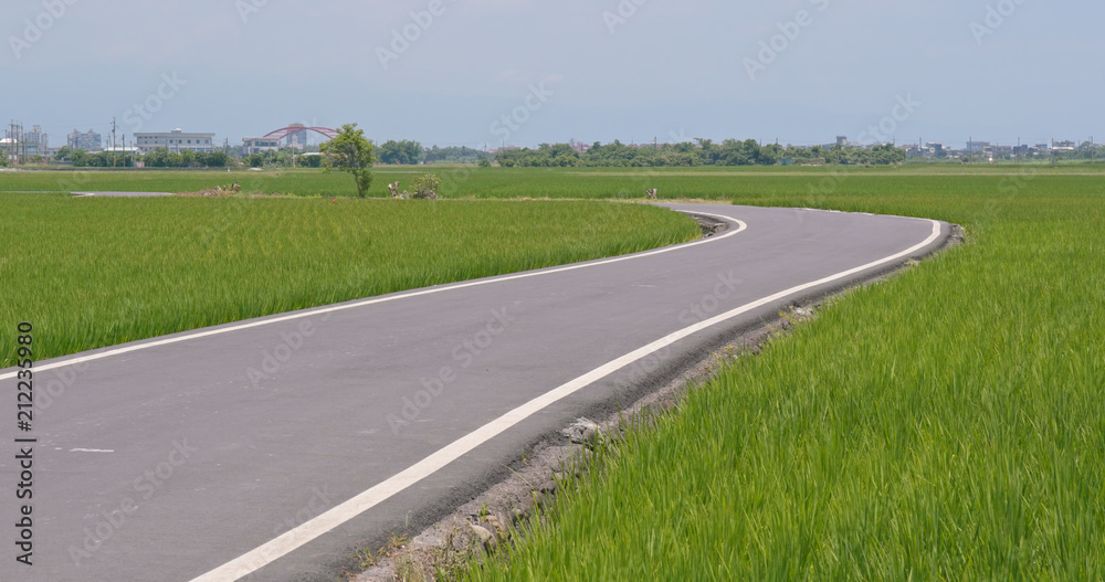 Road between paddy rice field